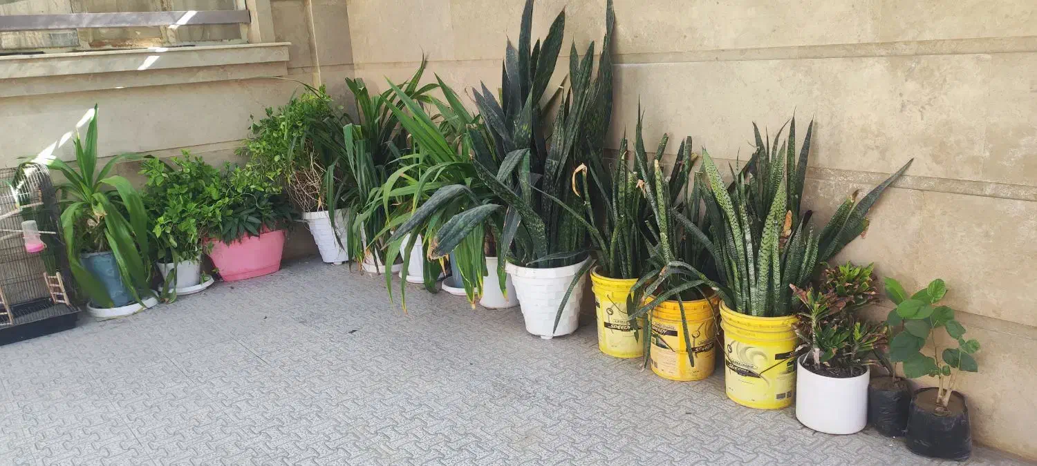 گلهای سانسوریا|گل و گیاه طبیعی|چابهار, |دیوار