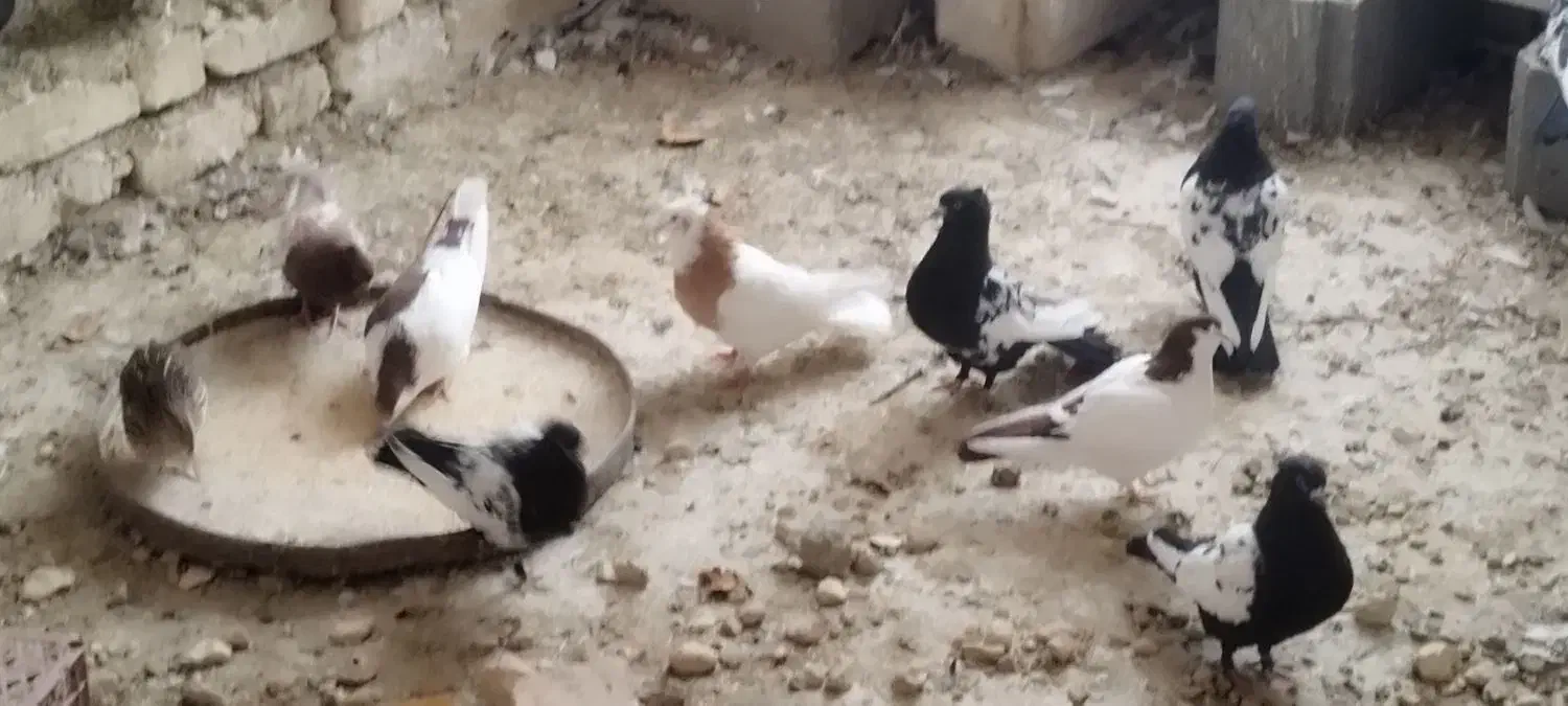 فروش تعدادی کبوتر سینه سیاه|پرنده|ششده و قره بلاغ, |دیوار