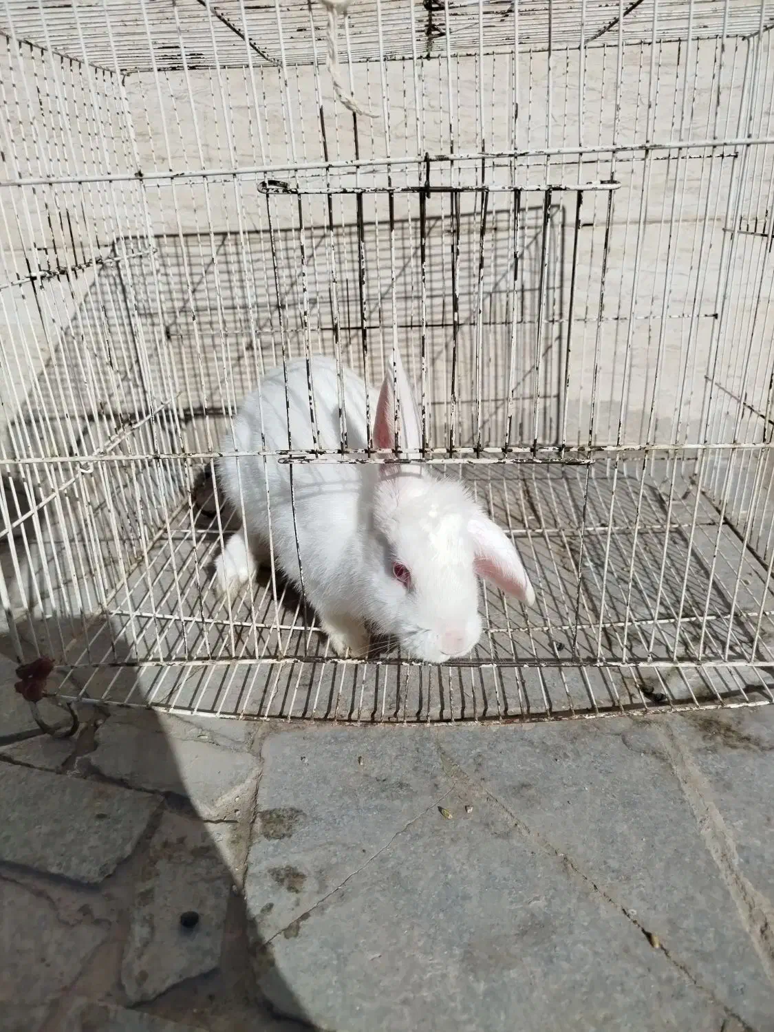 خرگوش|موش و خرگوش|نیشابور, مازول|دیوار