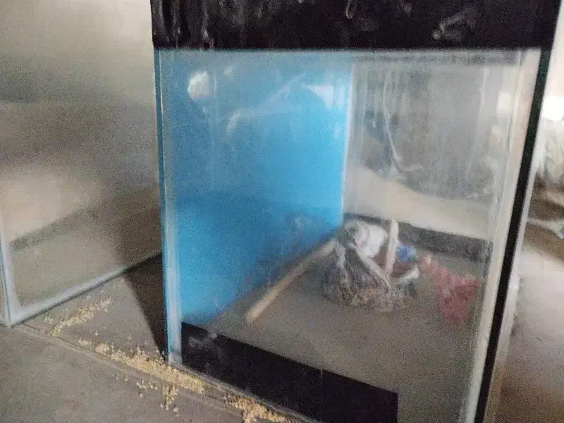 آکواریوم|ماهی|بردسکن, |دیوار