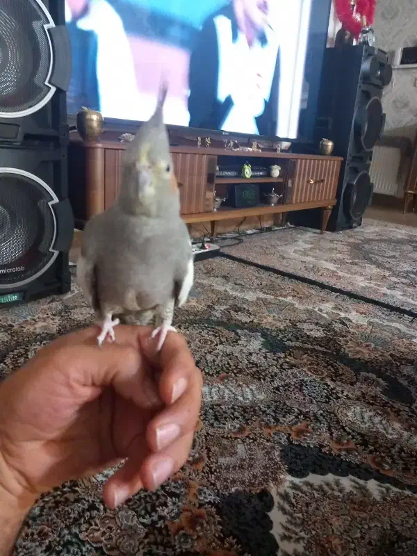 عروس هلندی نروماده معاوضه قلیون برنجی|پرنده|فشاپویه, |دیوار