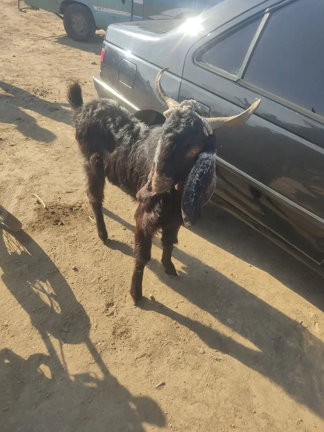 نر بز|حیوانات مزرعه|فاضل آباد, |دیوار