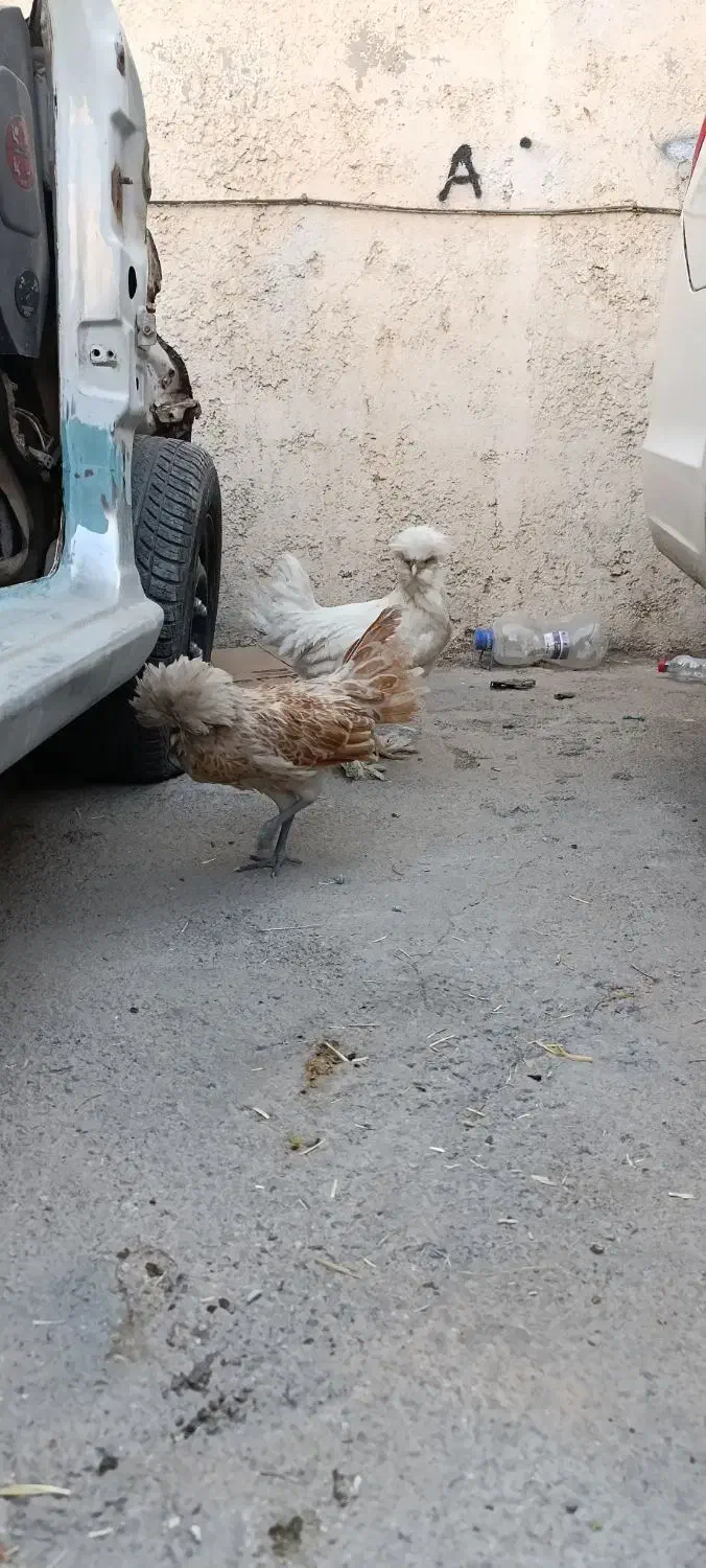 مرغ و خروس سلطان|حیوانات مزرعه|شیراز, گویم|دیوار