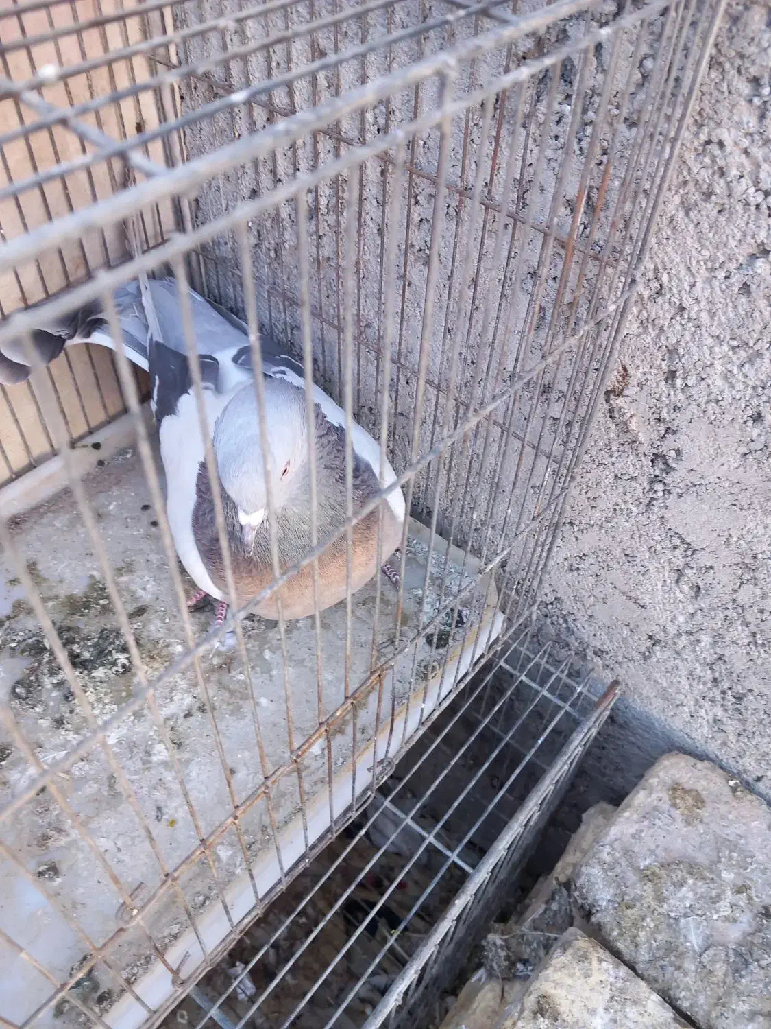 کبوتر نر پر|پرنده|سامان, |دیوار