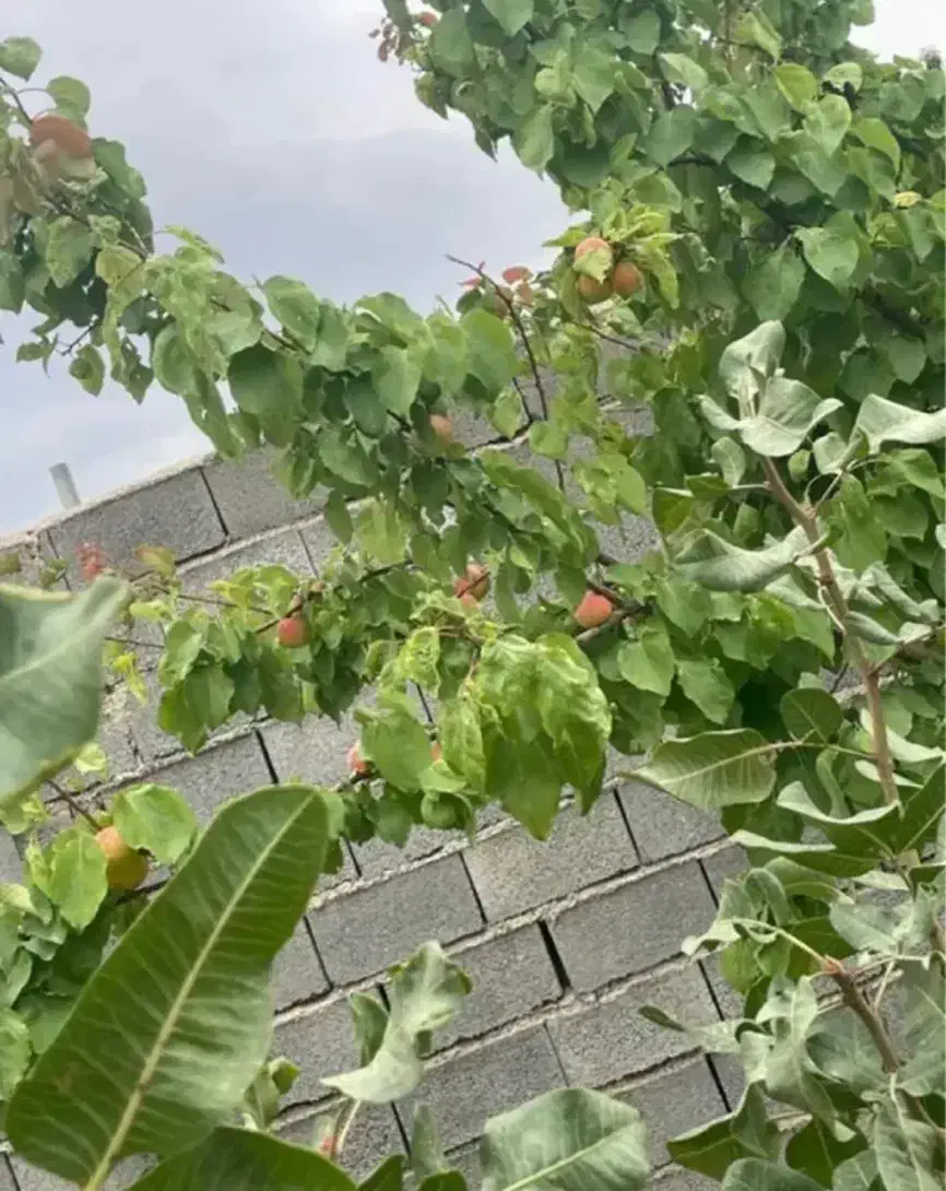 باغ ویلا معین آباد|فروش خانه و ویلا|مشهد, کلاکوب|دیوار