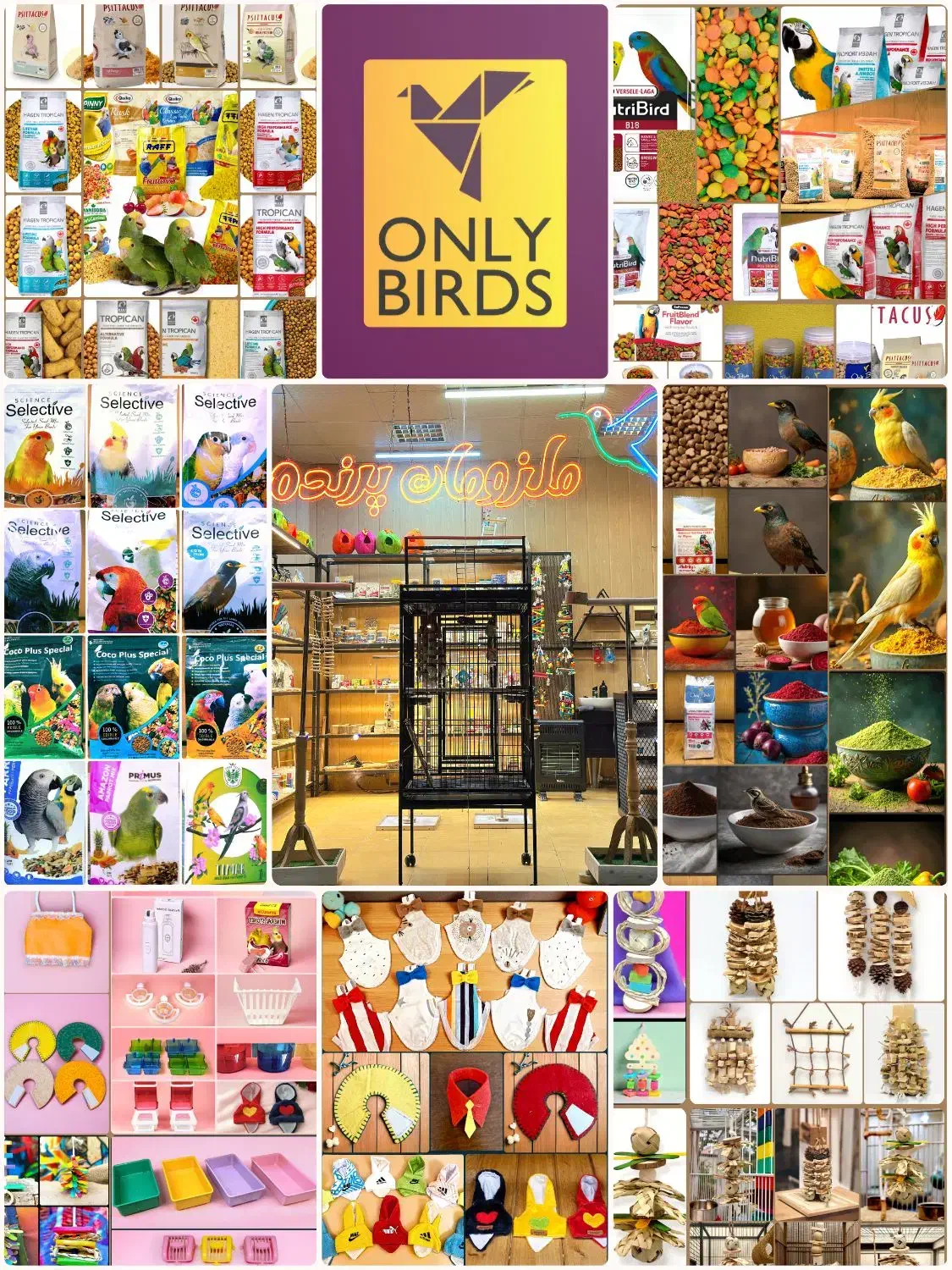 کاسکوشاه طوطی ملنگو راهب گرینچیک عروس هلندی قناری|پرنده|مشهد, هفت تیر (آب و برق)|دیوار