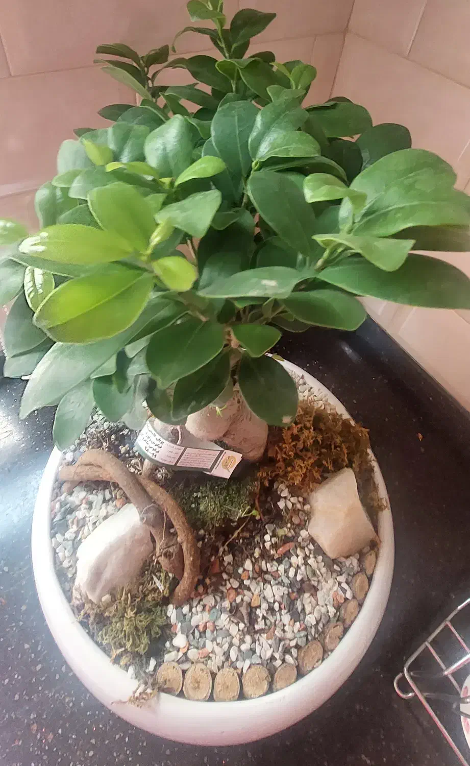 بنسای فیکوس|گل و گیاه طبیعی|تهران, نیروی هوایی (پیروزی)|دیوار