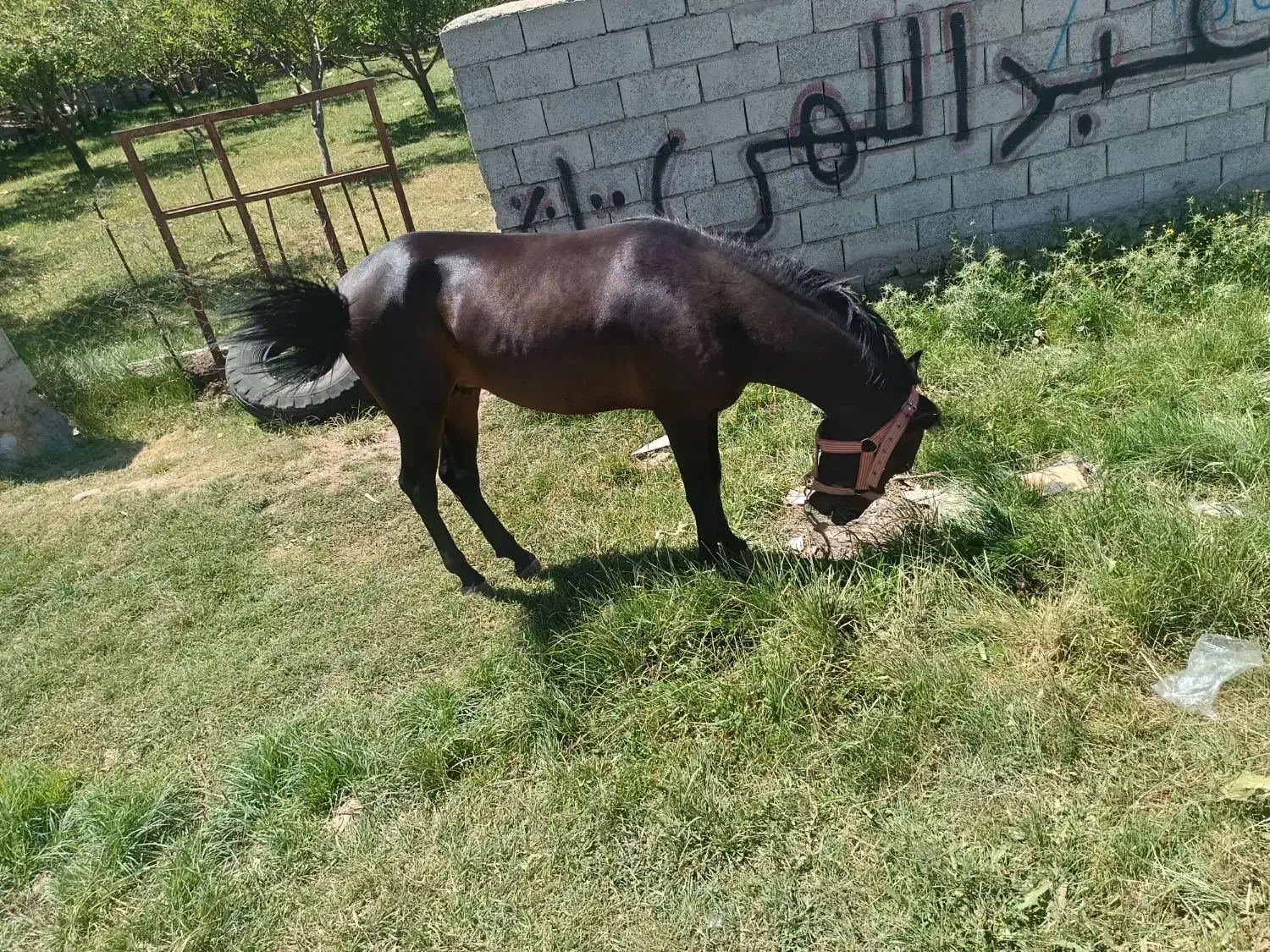 اسب کرد|اسب و تجهیزات اسب‌سواری|اهر, |دیوار