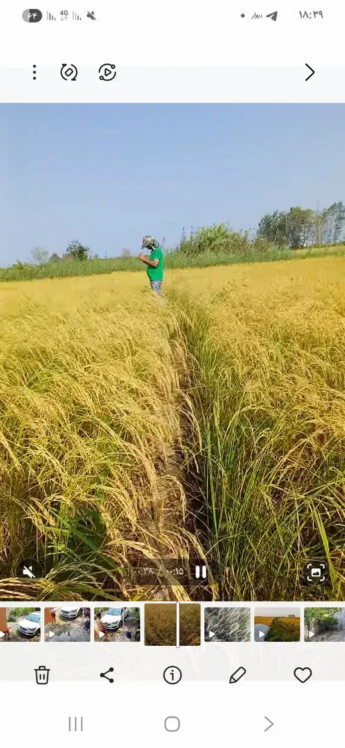 زمین کشاورزی برنج|فروش زمین و ملک کلنگی|رودبنه, |دیوار