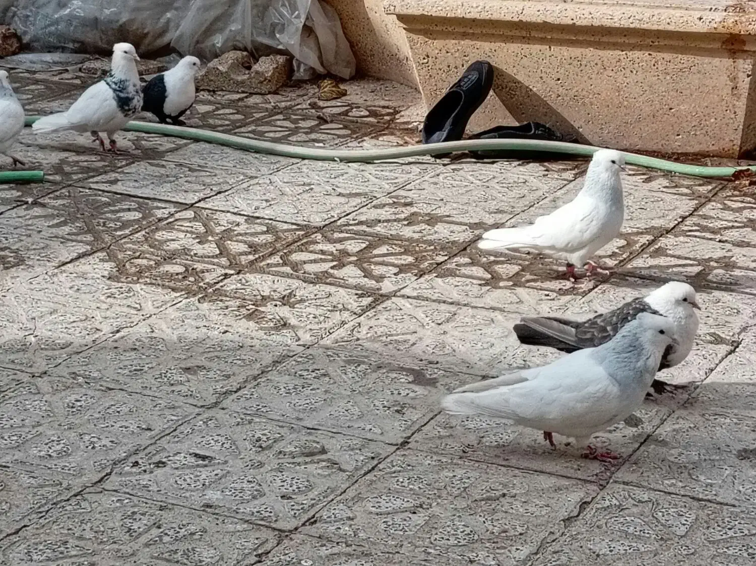 فروشتعدادیکبوترنروماده|پرنده|نجفآباد, ریاضی|دیوار