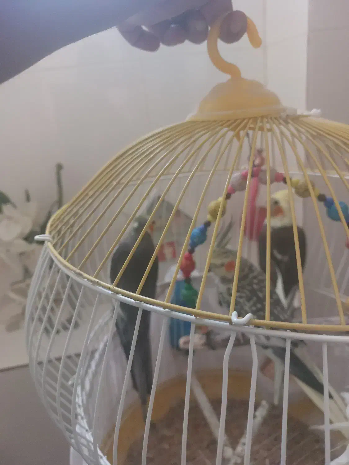 معاوضه عروس هلندی ماده با حیوانات مزرعه|پرنده|توتکابن, |دیوار