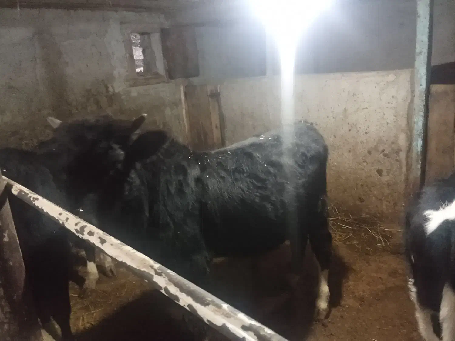 گوساله نر|حیوانات مزرعه|پل سفید, |دیوار