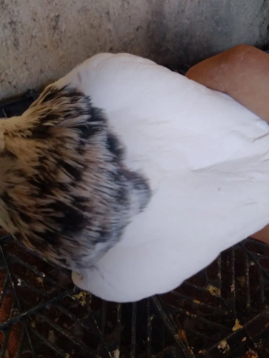 طوقی معاوضه ای|پرنده|دهدشت, |دیوار