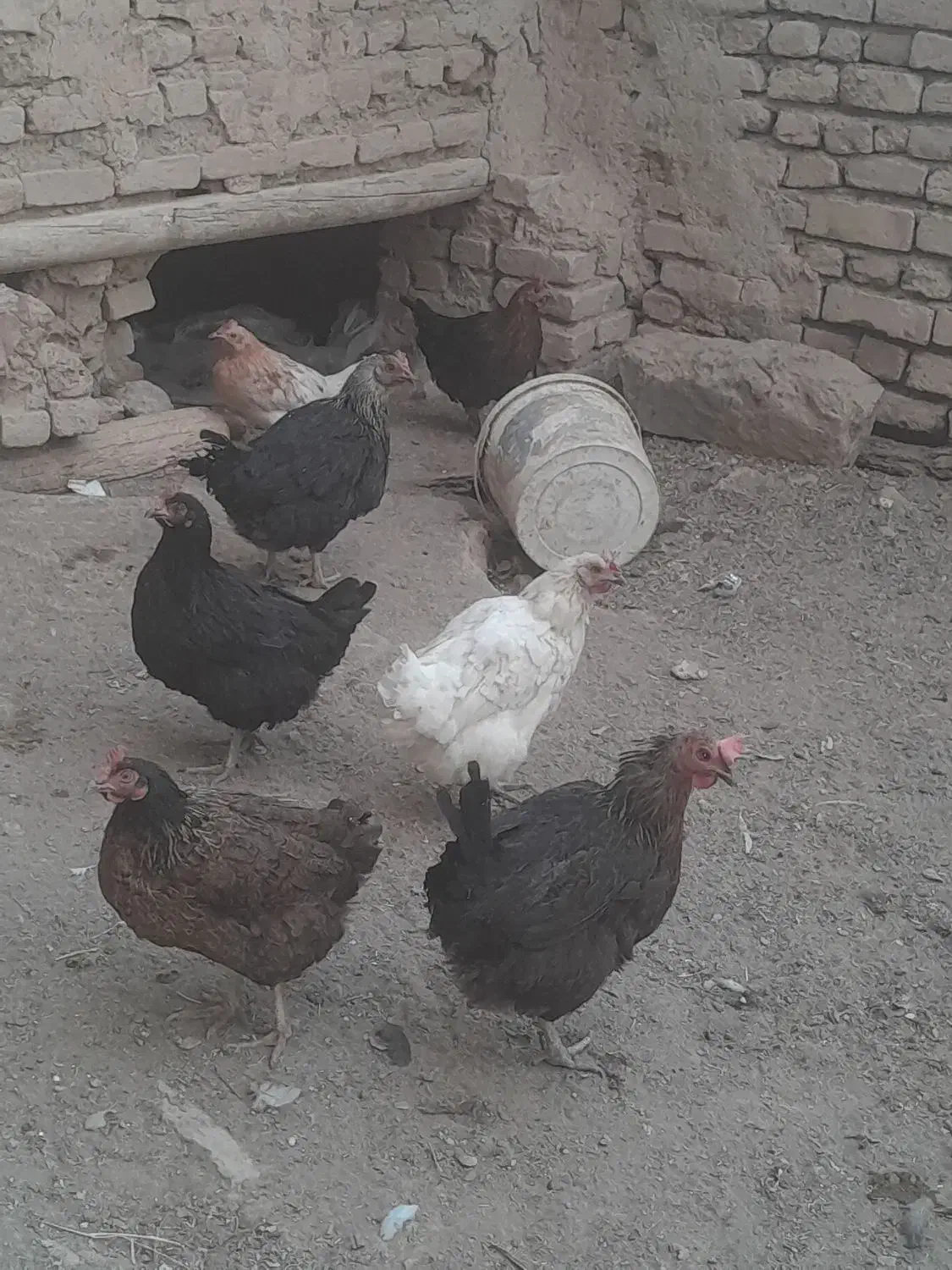 مرغ|حیوانات مزرعه|خوانسار, |دیوار