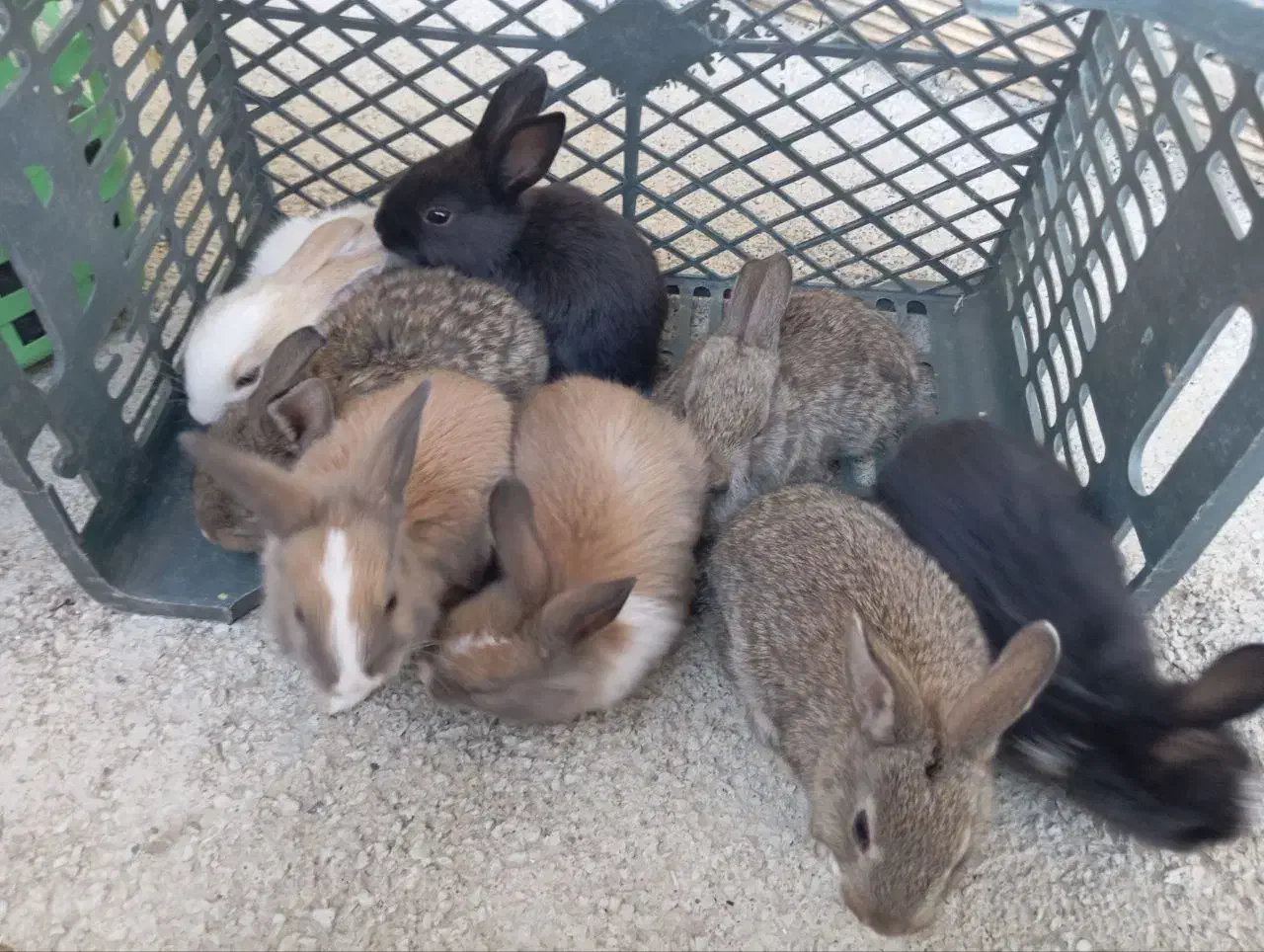 فروش خرگوش|موش و خرگوش|بانه, |دیوار