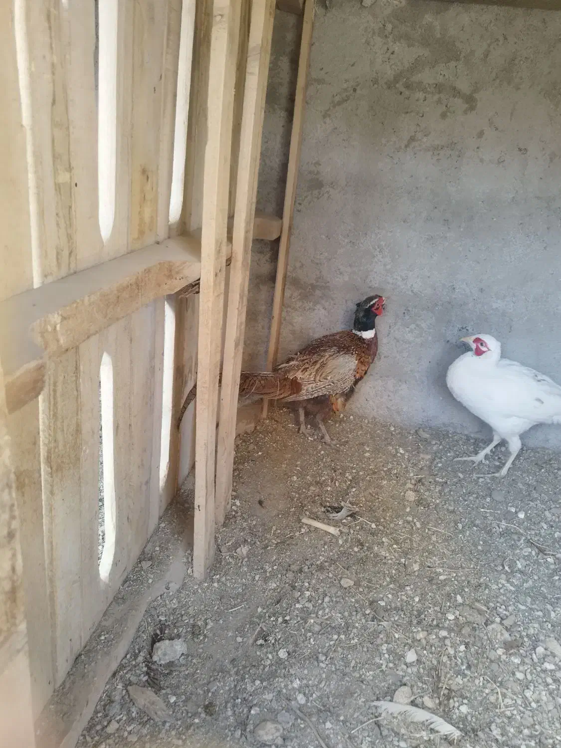 مرغ بلژیکی و هلندی|حیوانات مزرعه|هشتگرد, تهران دشت|دیوار