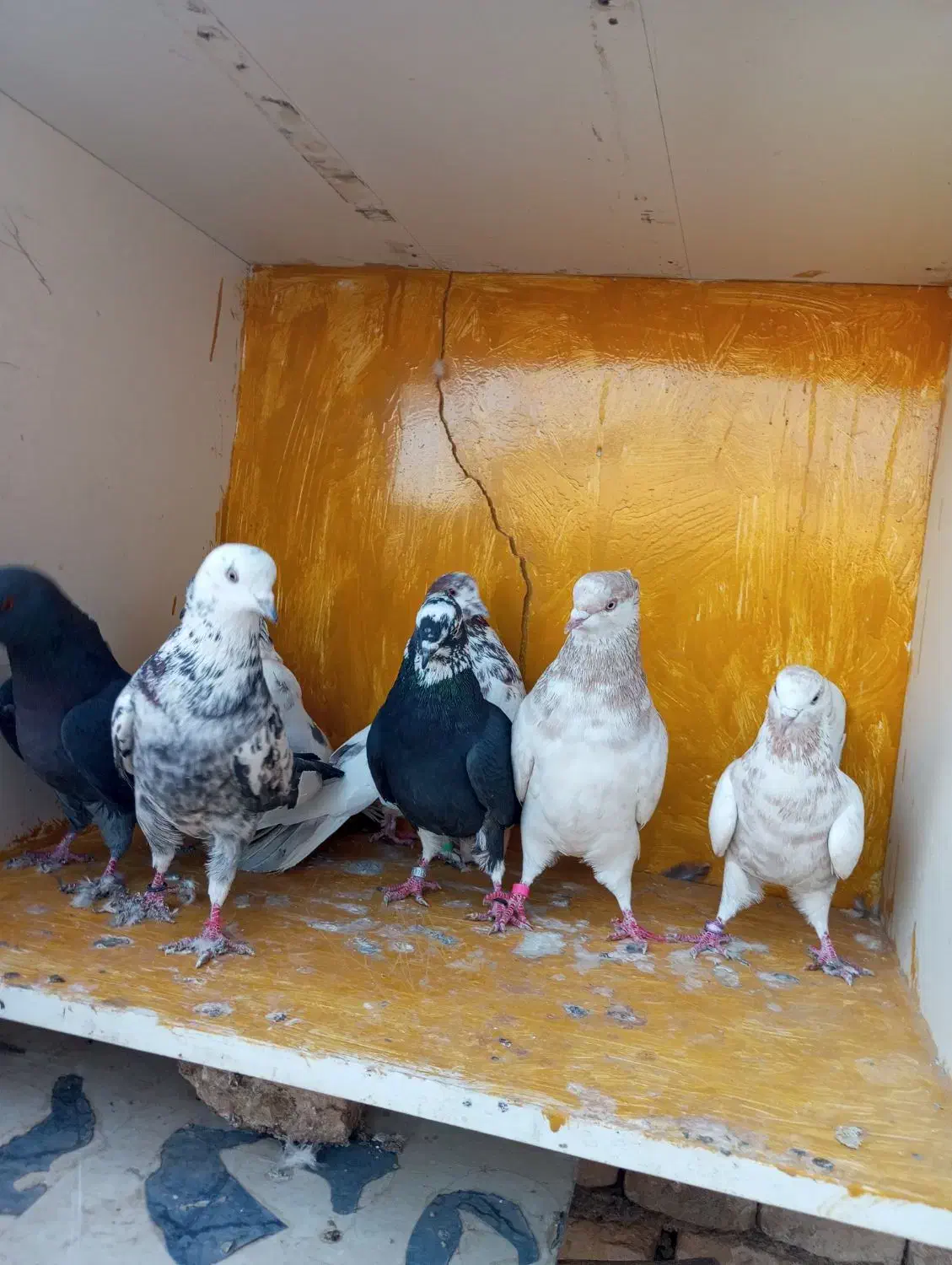 کبوتر پرشی شکار|پرنده|یزد, |دیوار