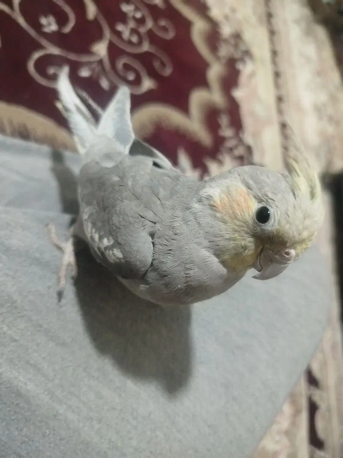 عروس هلندی|پرنده|مشهد, شهید قربانی|دیوار