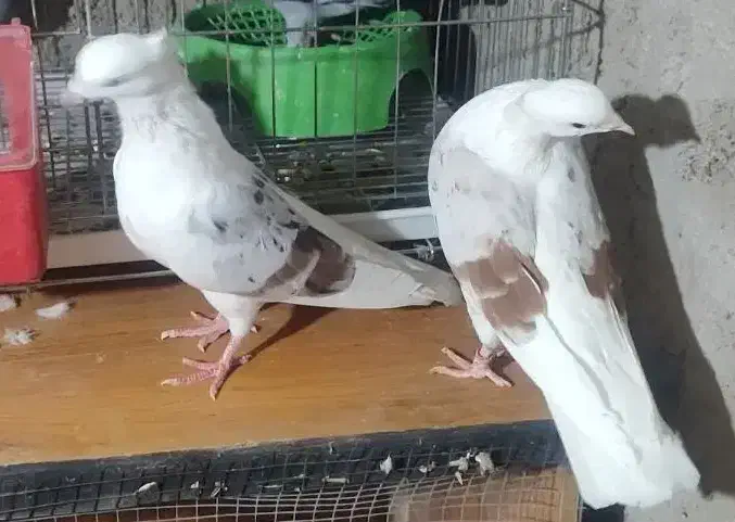 کبوتر خوشونه|پرنده|دره شهر, |دیوار