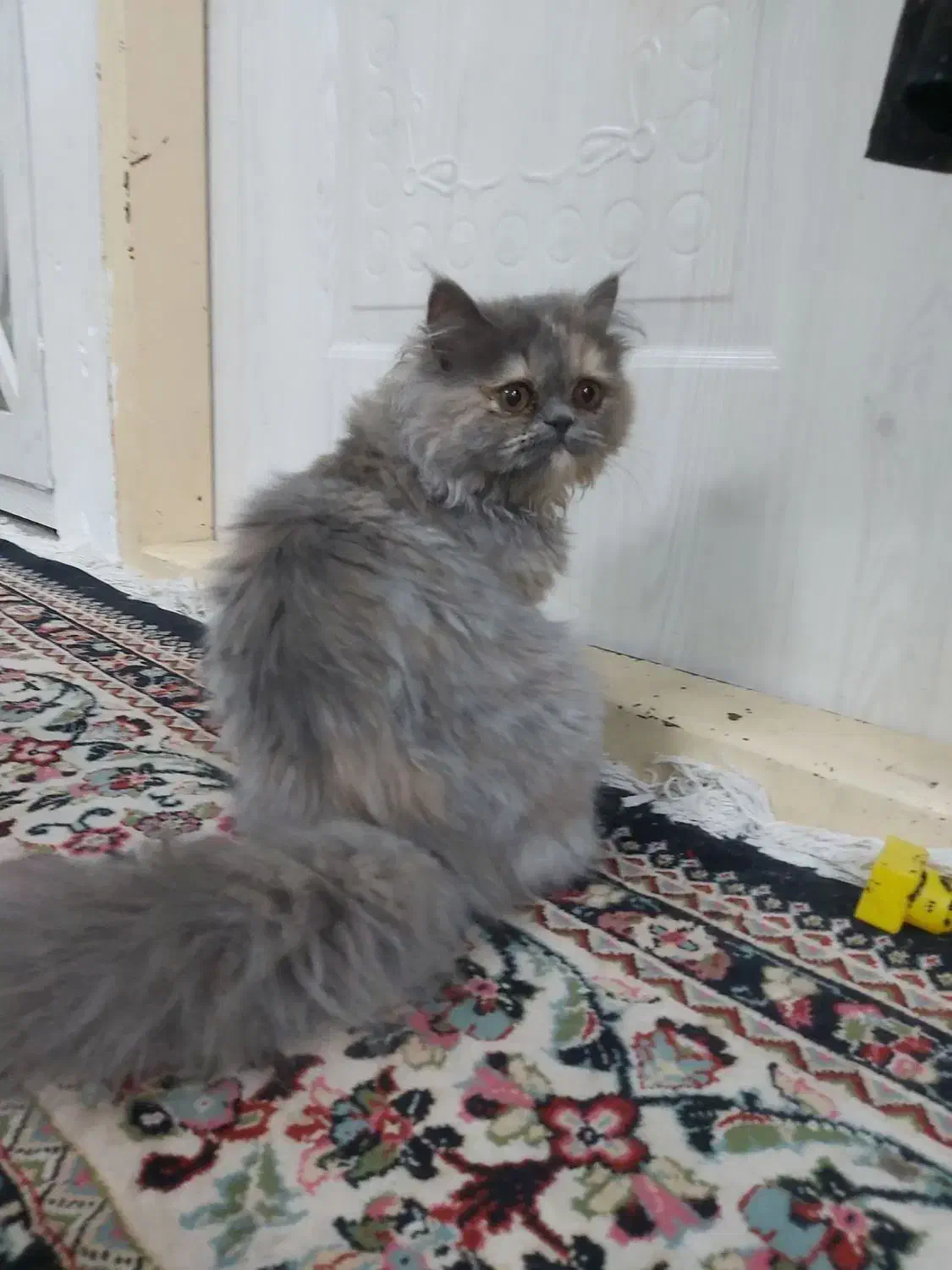 فروش گربه پرشین|گربه|تربت‌حیدریه, طالقانی|دیوار