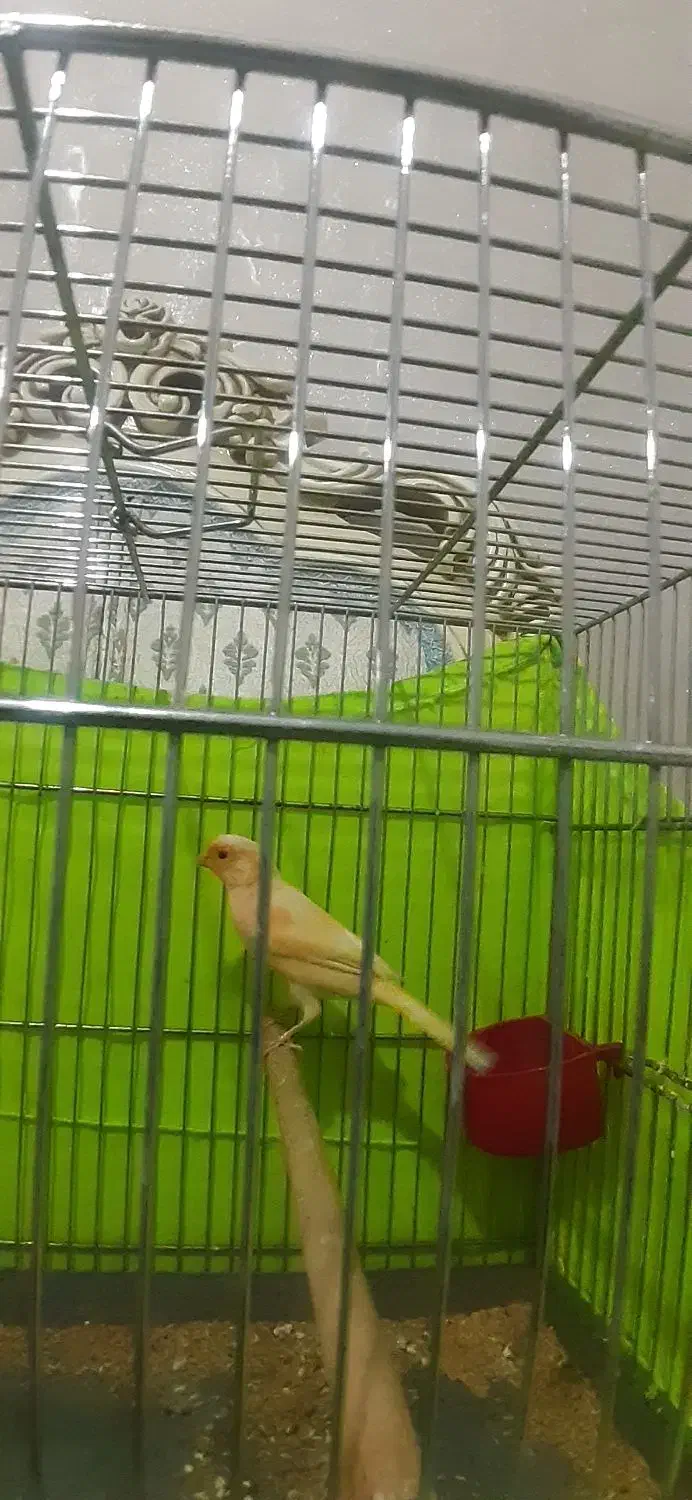 قناری|پرنده|شهر ری, شهرری|دیوار