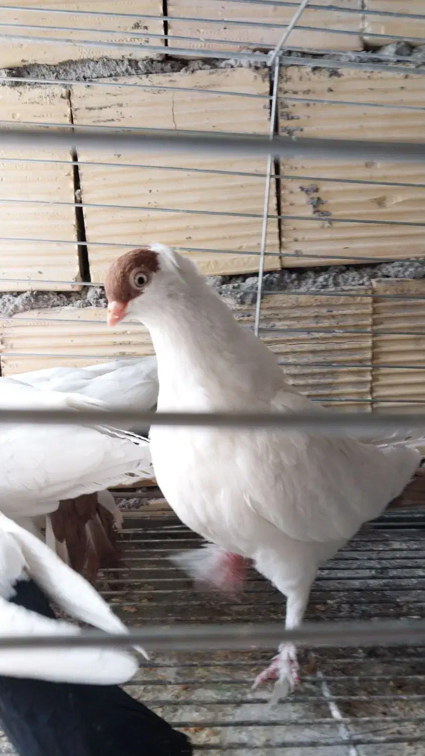 کبوتر زینتی|پرنده|فلاورجان, |دیوار