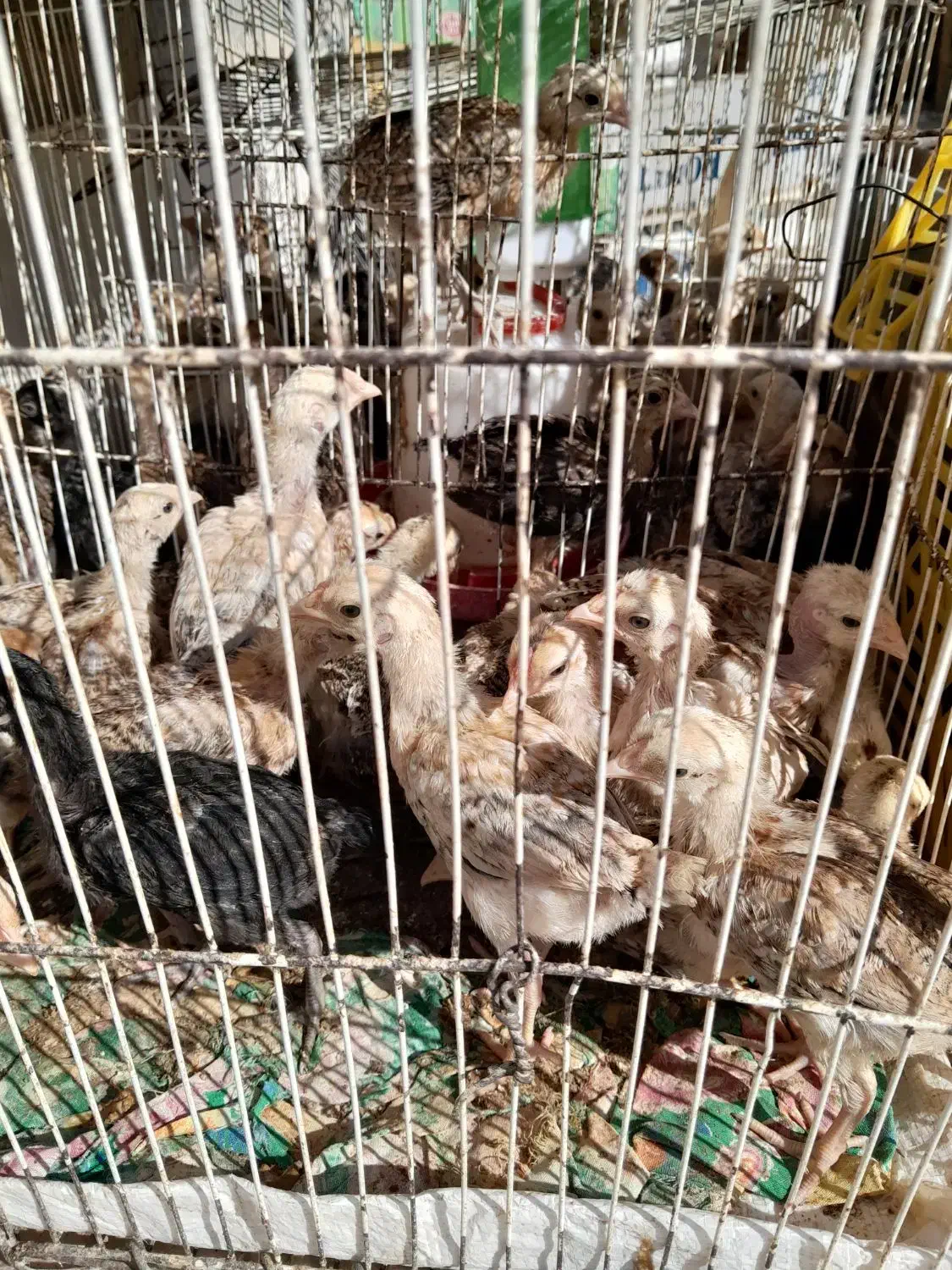 جوجه محلی زابلی ۵۰روزه|حیوانات مزرعه|نیمروز, |دیوار