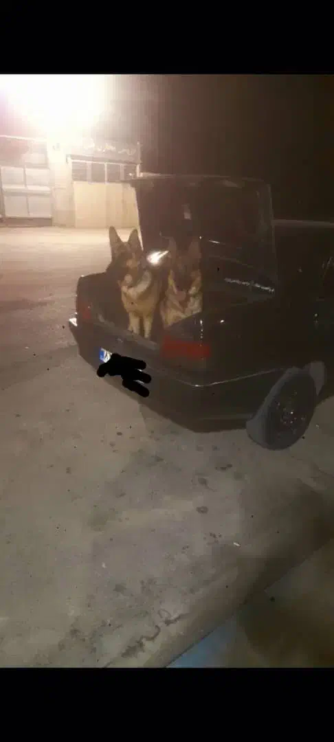 سگ ژرمن ورک|سگ|برخوار, |دیوار