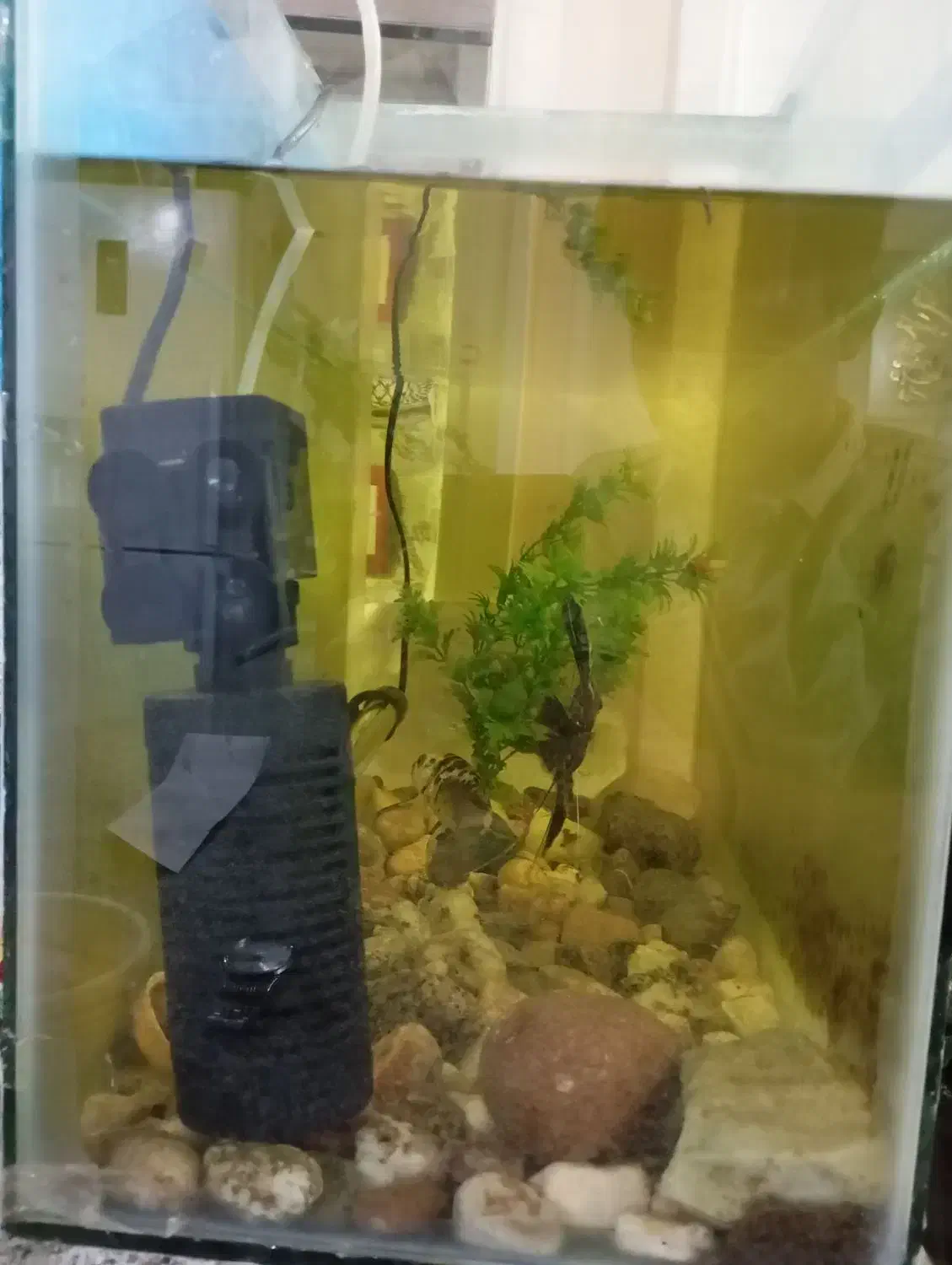 ماهی آکواریوم|ماهی|مشهد, کشاورز|دیوار