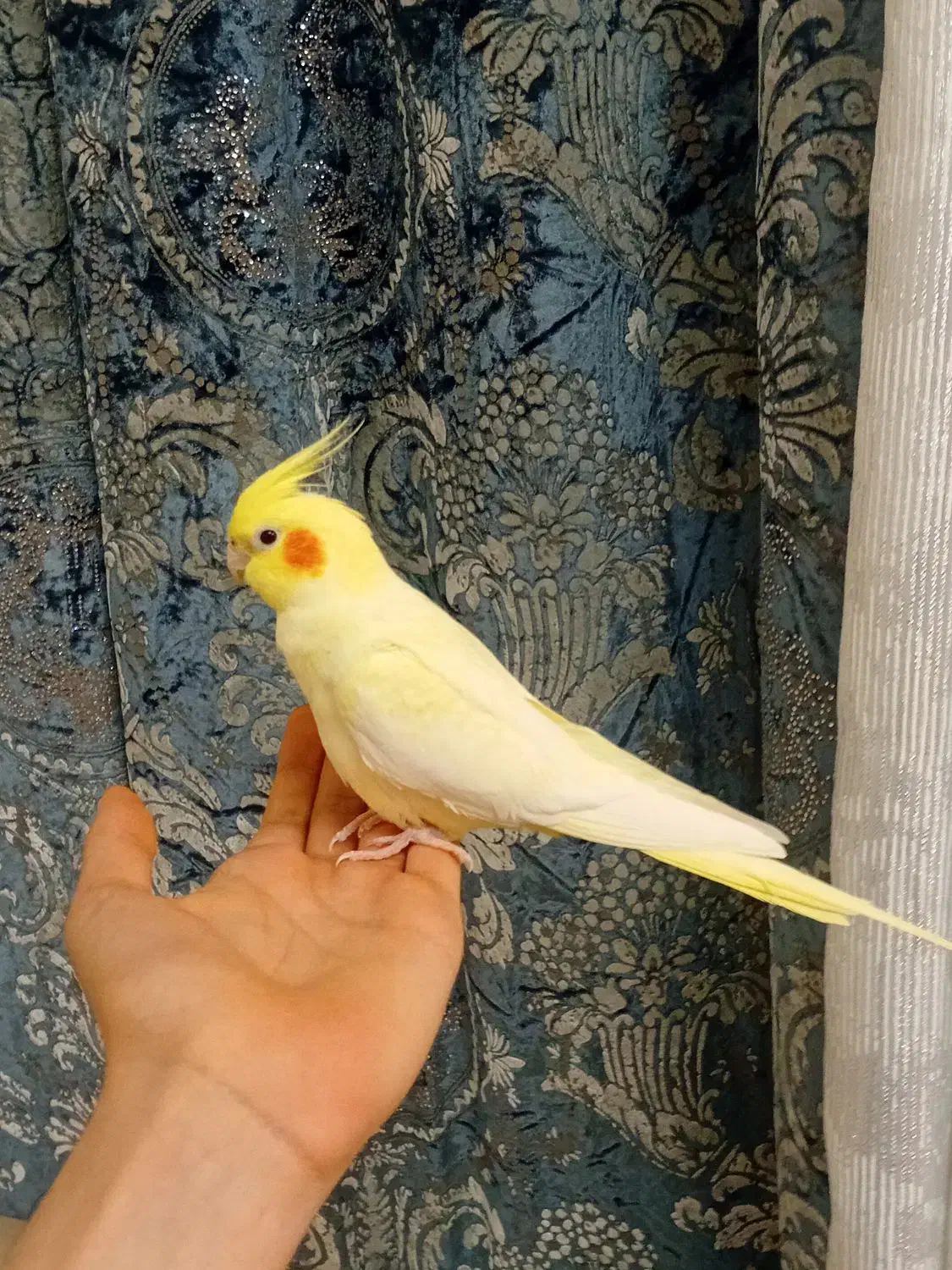 عروس هلندی لوتینو ماده رام ودستی|پرنده|قدس, شهر‌قدس|دیوار