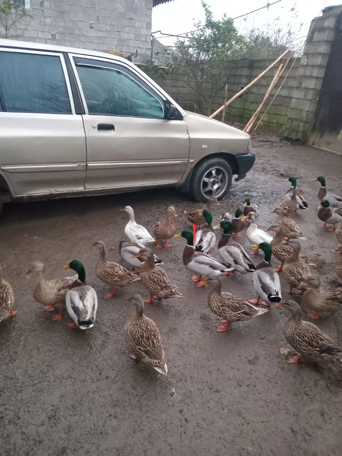 اردکهای پروازی کله سبزترین بالا|حیوانات مزرعه|رودبنه, |دیوار