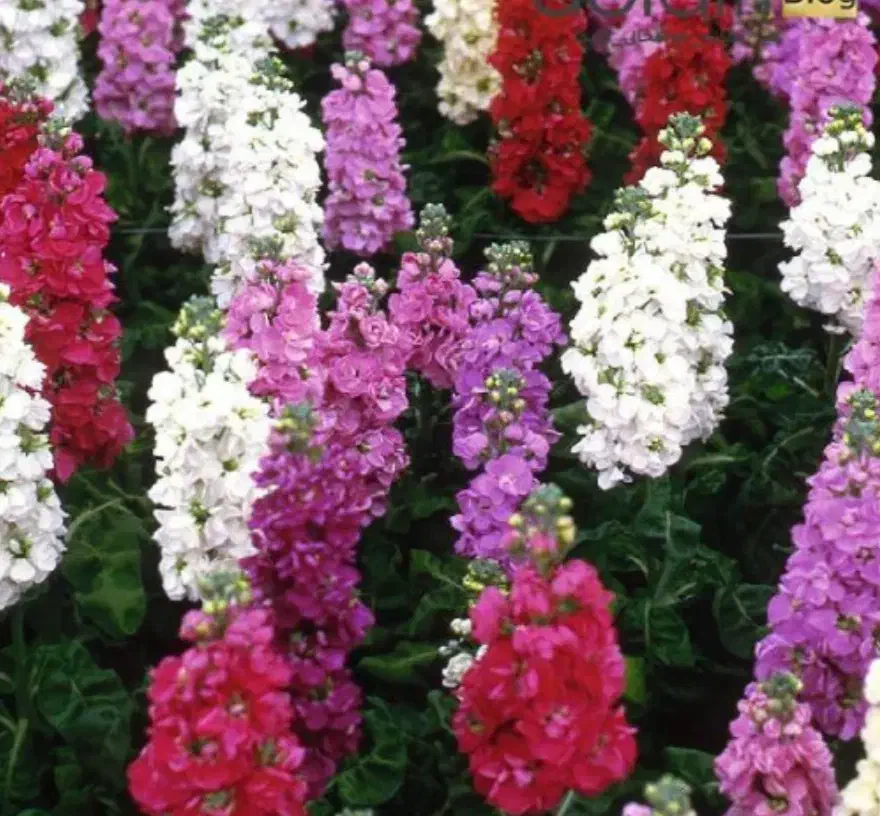 بذر گل شب بو و بذر گل خورشیدی|گل و گیاه طبیعی|طبس, |دیوار