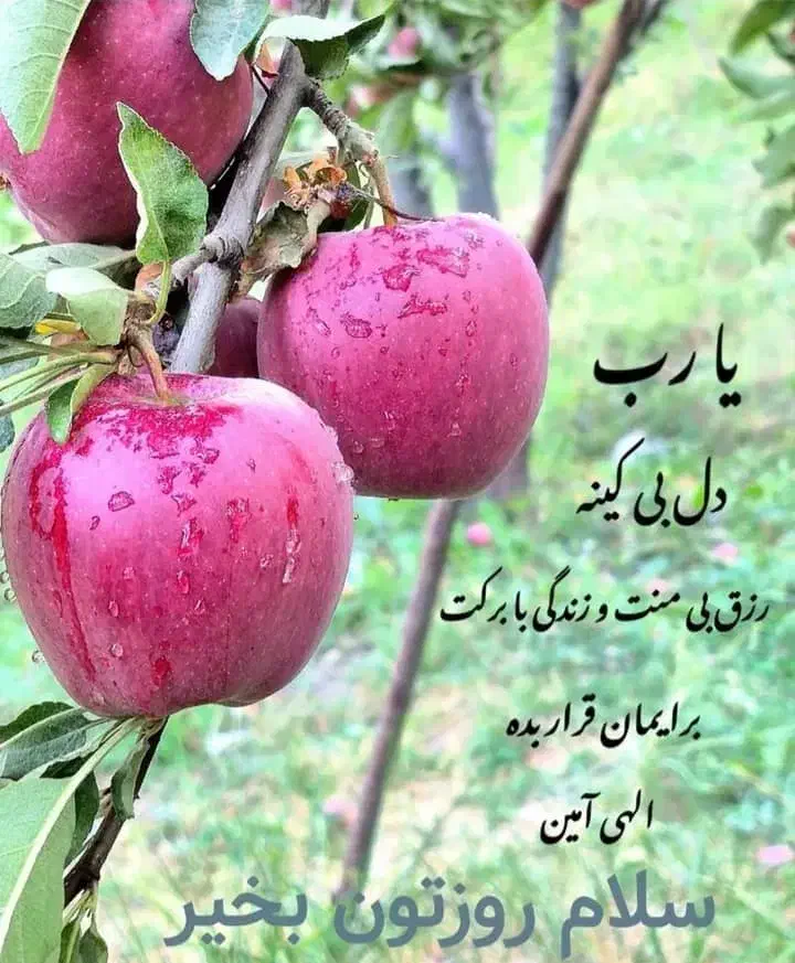 مفقودی انگشتر نقره|اشیا|خورموج, |دیوار