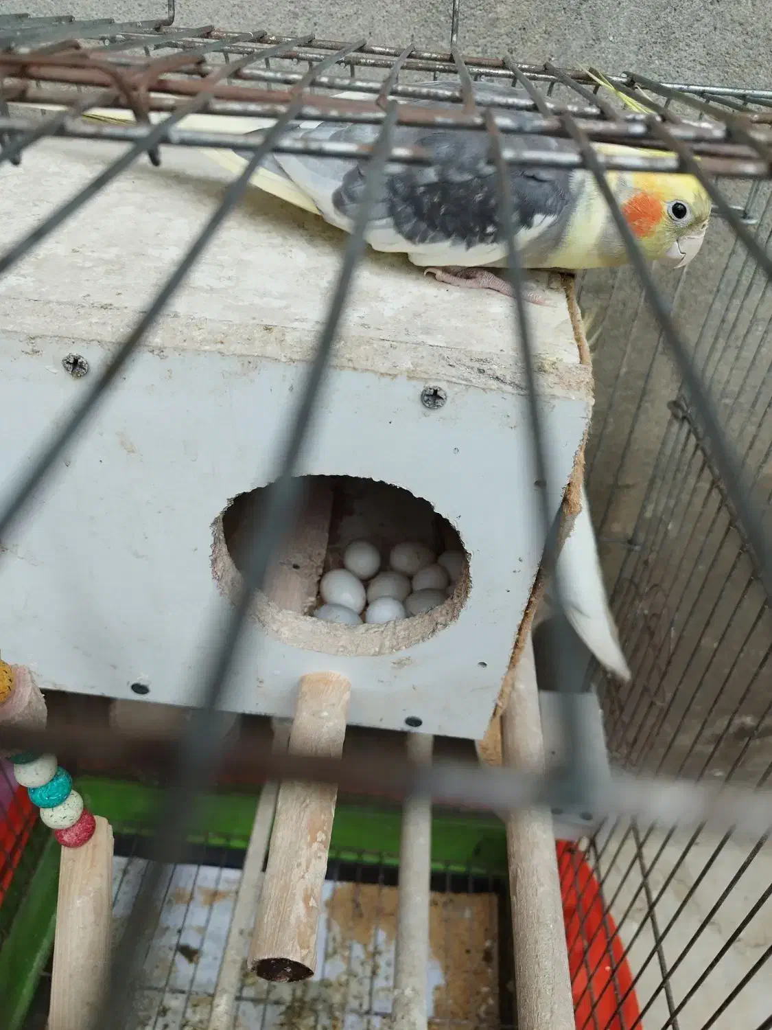 عروس هلندی جفت|پرنده|رودسر, |دیوار