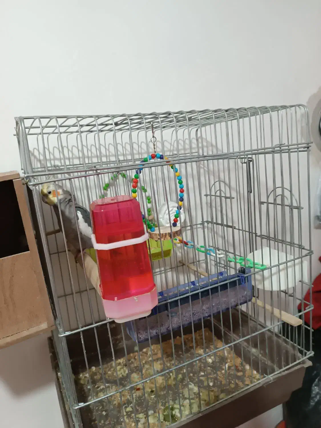 عروس هلندی|پرنده|مهاباد (آذربایجان غربی), |دیوار