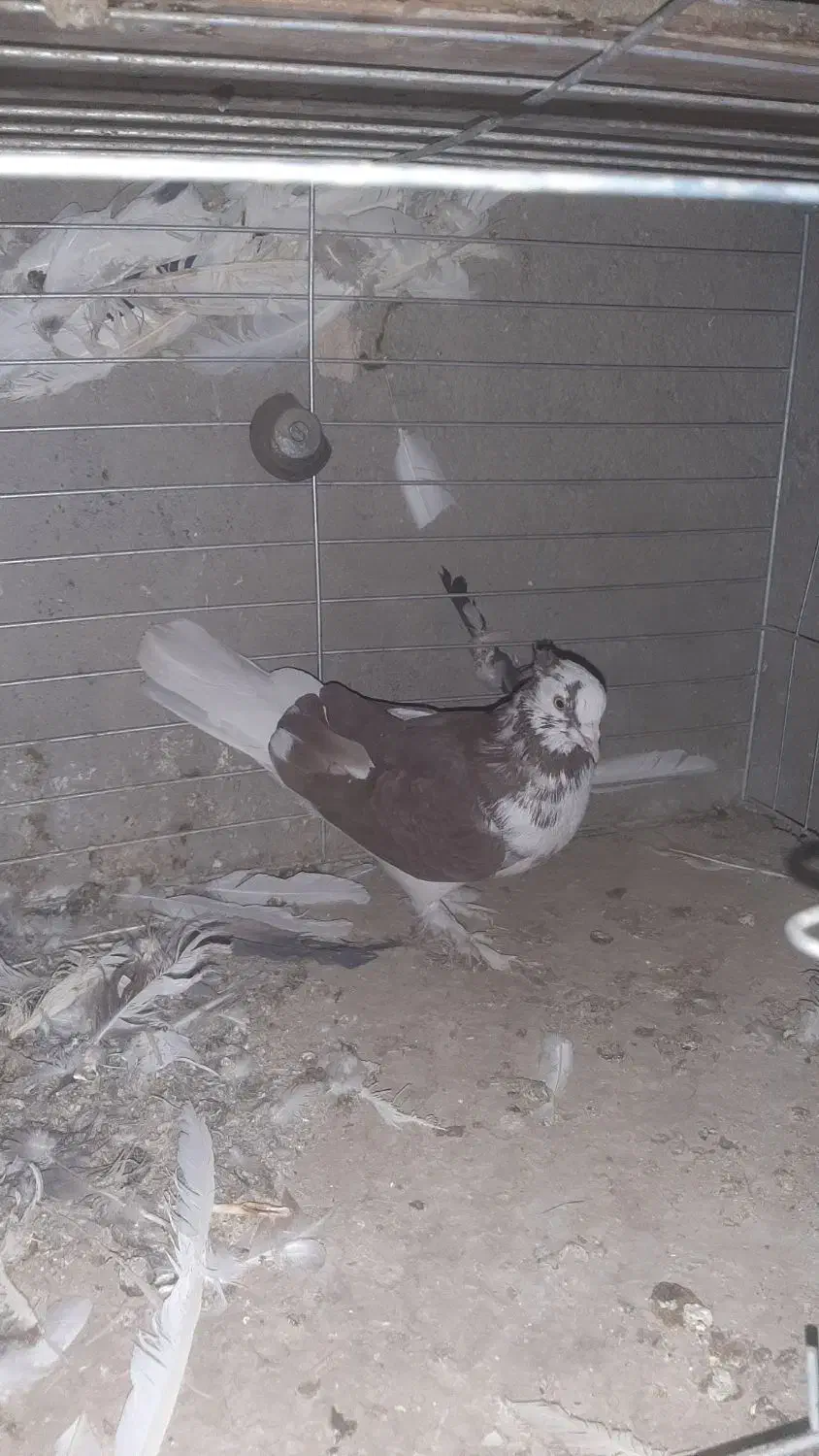 کبوتر گرگی و المانی|پرنده|اردکان, |دیوار