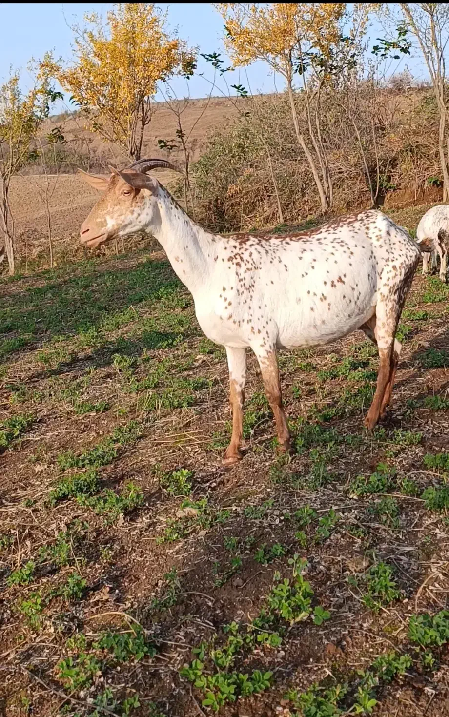 خالص اصیل|حیوانات مزرعه|ساری, |دیوار