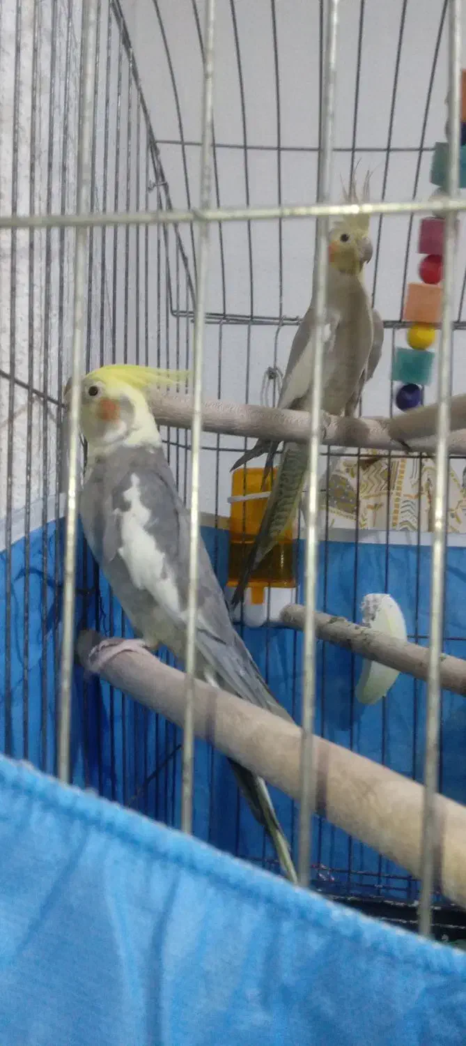 فروشی عروس  هلندی تا چند کلم یادگرفتن  بدو بیا|پرنده|فین, |دیوار