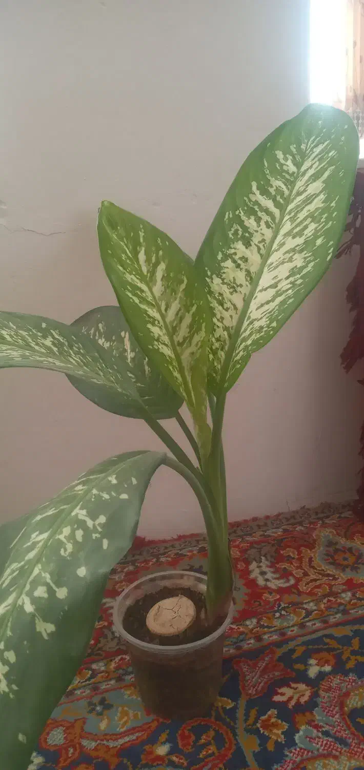 گل وگیاه|گل و گیاه طبیعی|سنقر, |دیوار