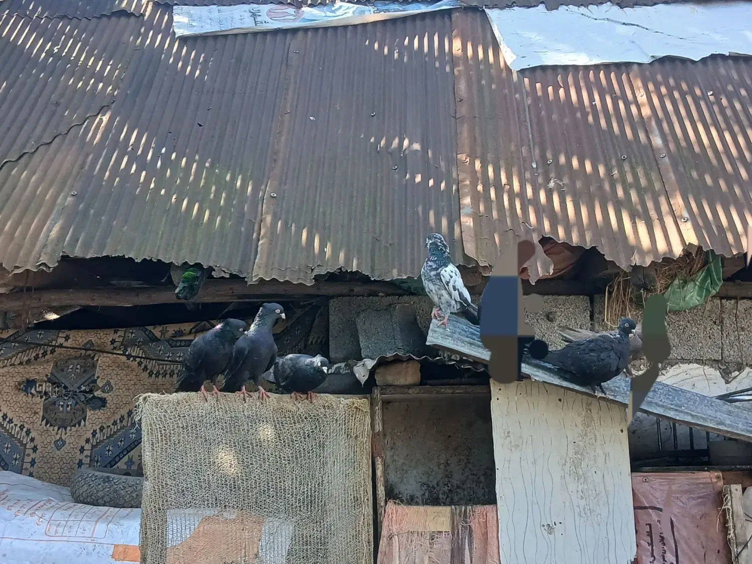 کبوتر|پرنده|لاهیجان, بازکیاگوراب|دیوار