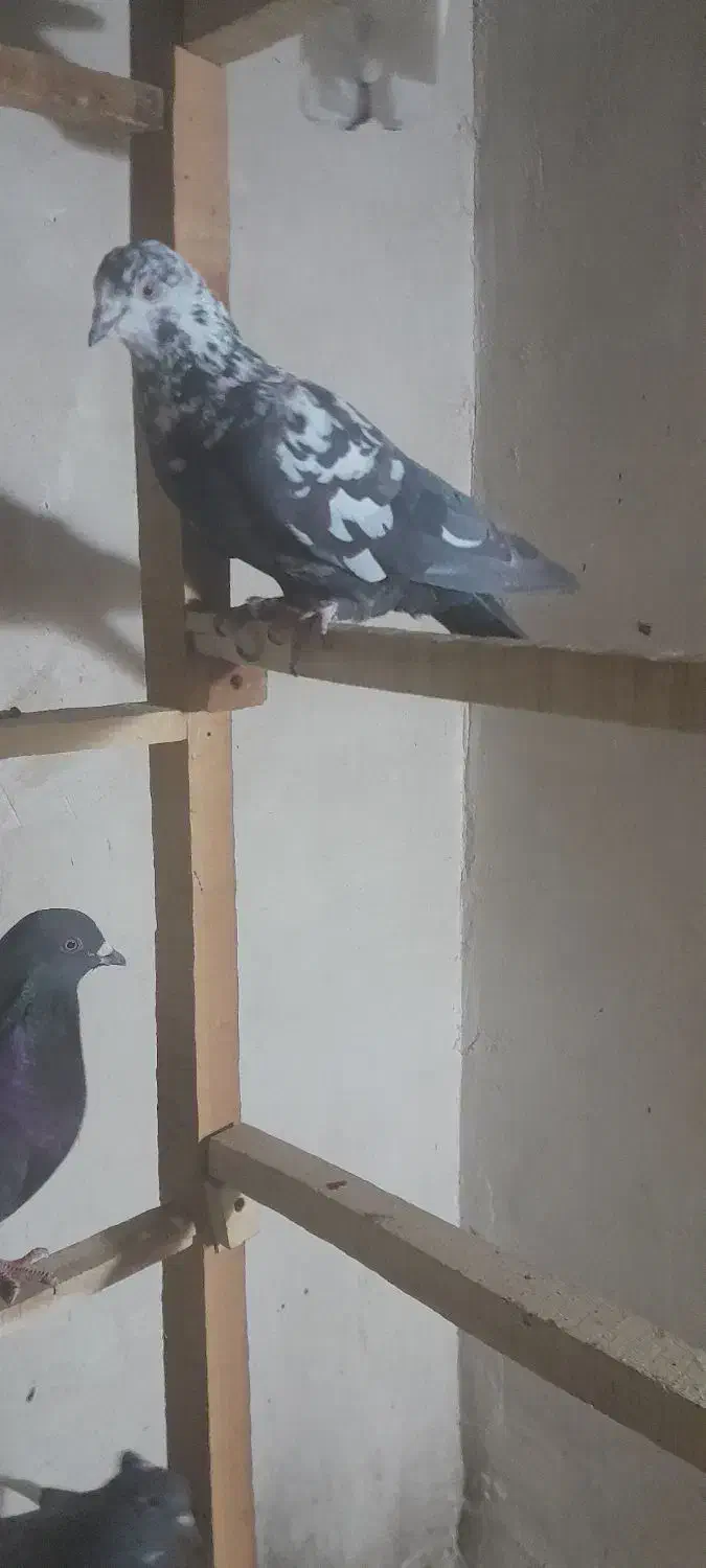 کبوترپرشی|پرنده|زیویه, |دیوار