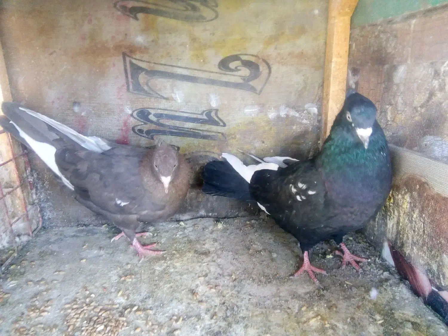 نروماده جفتگاه.   ‌جوجه کرمونی|پرنده|مشهد, آزادشهر|دیوار