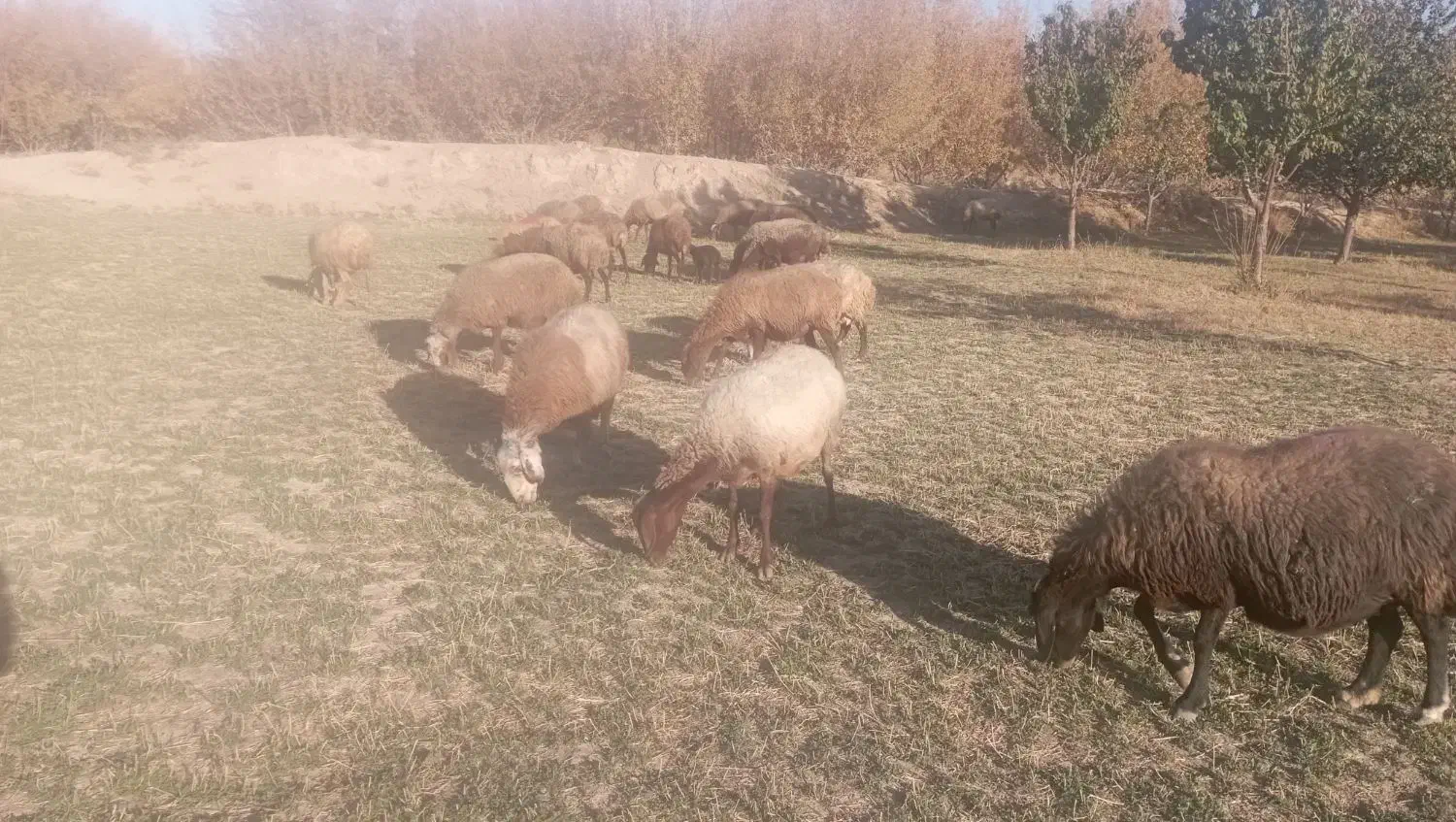 میش ابستن مایه کرده|حیوانات مزرعه|قره چای, |دیوار