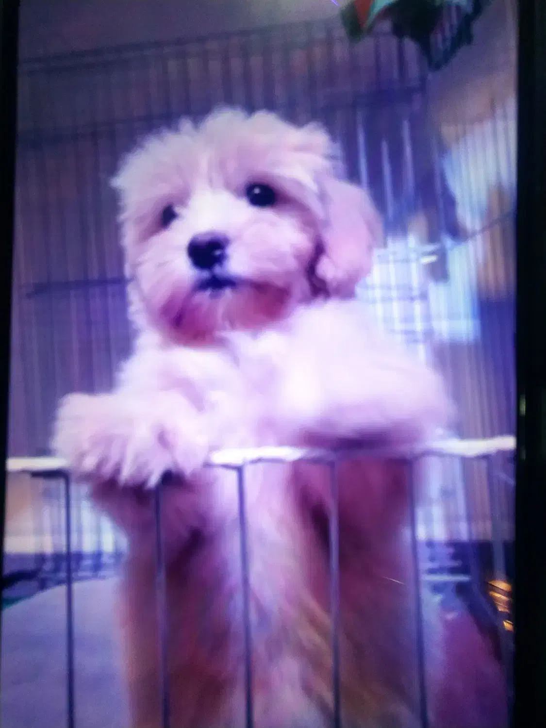 سگ پامر شیتزو|سگ|فشاپویه, |دیوار