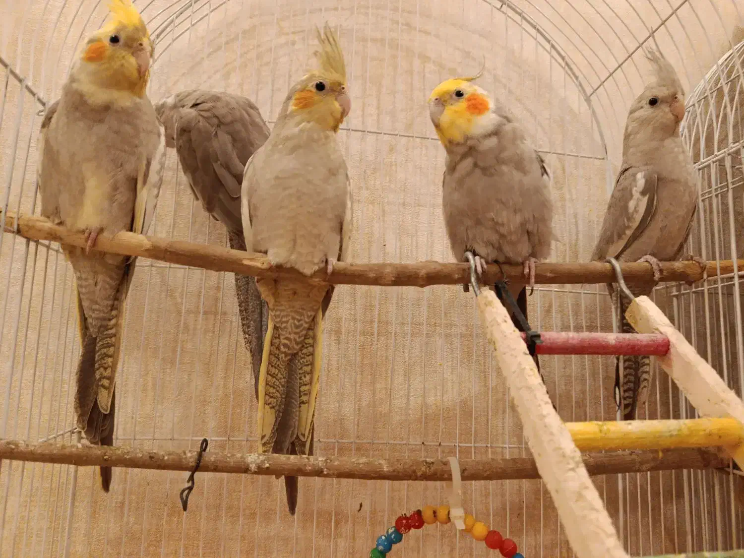 عروس هلندی|پرنده|بندرعباس, |دیوار