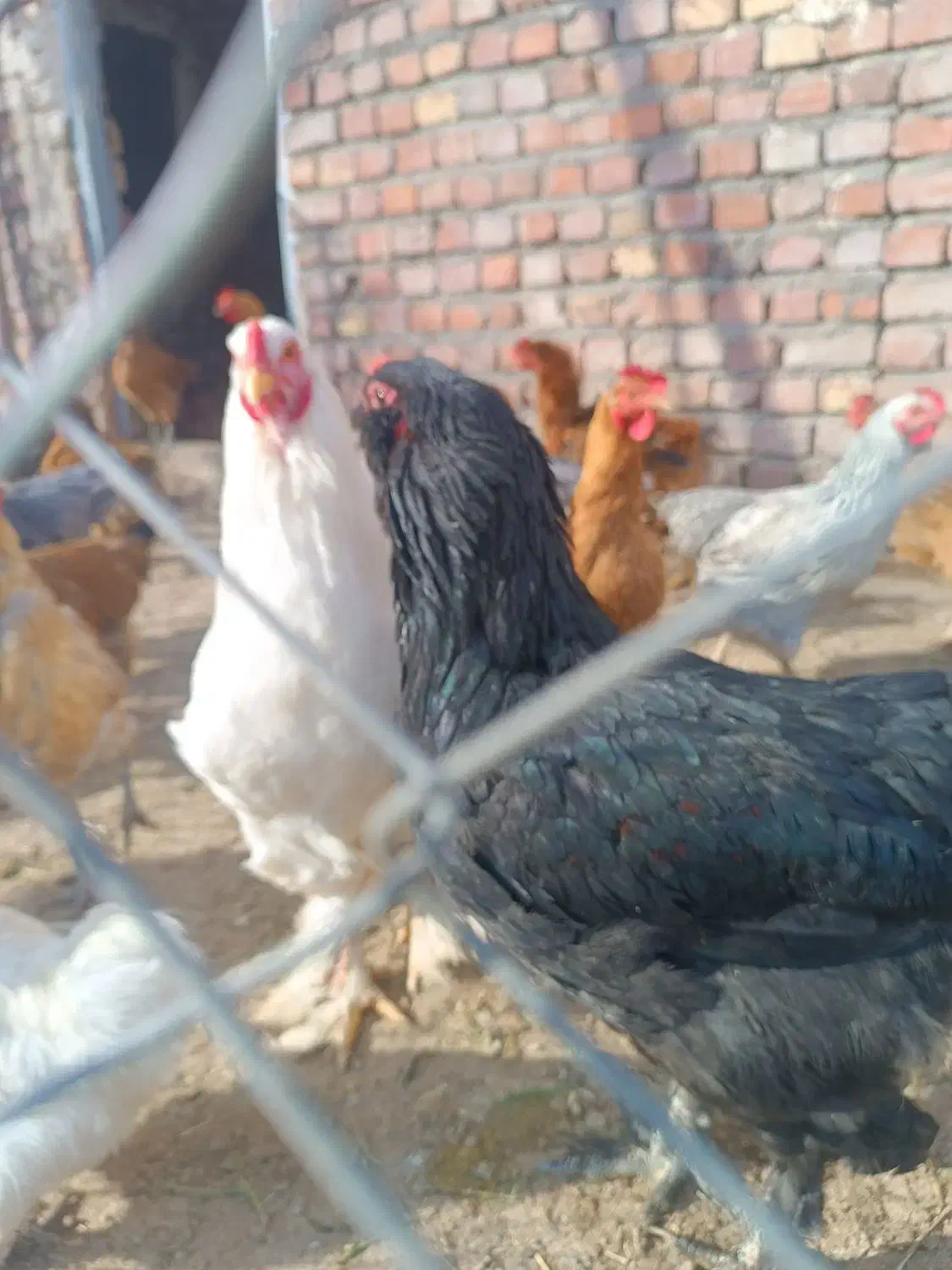 خروس برای کشتار|حیوانات مزرعه|میانه, |دیوار