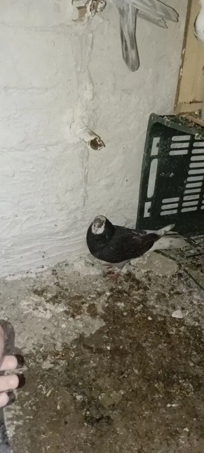 کبوتر گم‌شده|حیوانات|بانه, |دیوار