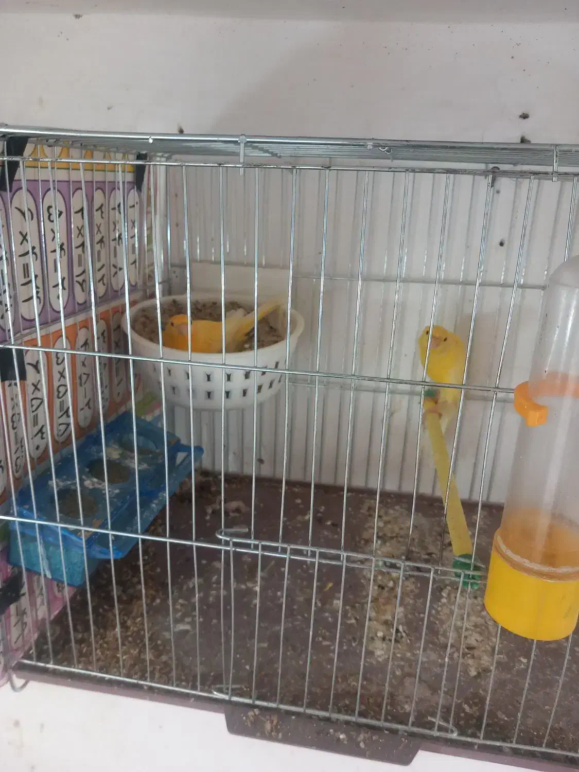 قناری جفت|پرنده|رشت, کوی مهر|دیوار