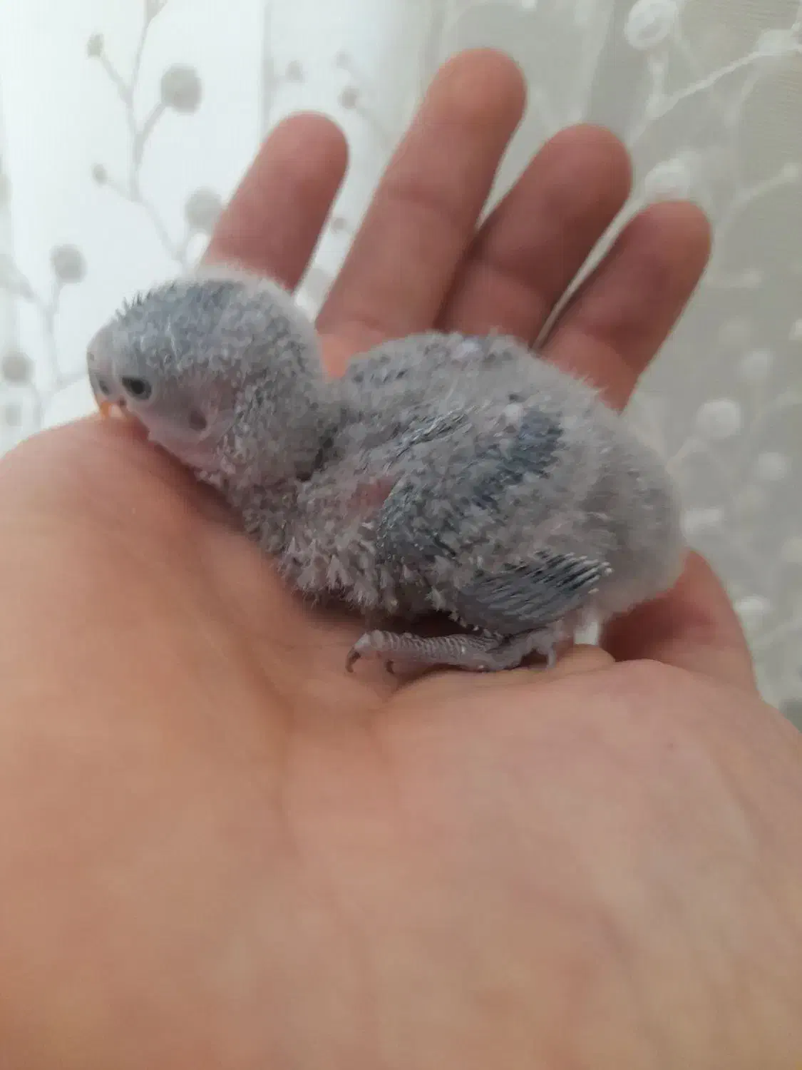 جوجه کوتوله سرلاکی|پرنده|اردکان, |دیوار