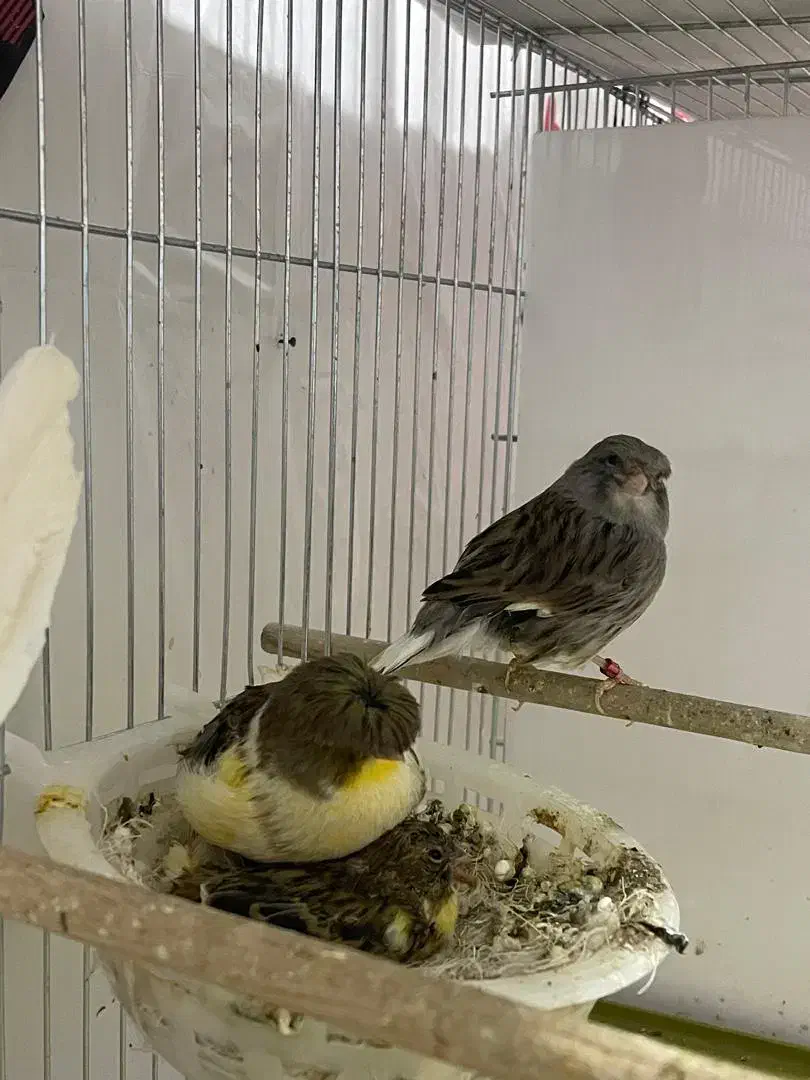 تعدادی گلستر اورجینال و رسمی بلند|پرنده|اندیشه, شهرک کوثر|دیوار